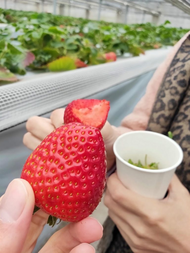 いちご狩り食べているところの画像