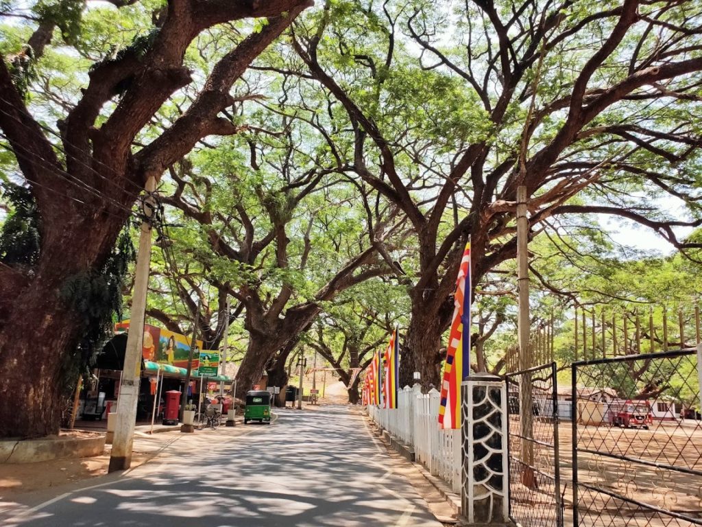 コネスヴァラム寺院への道と木