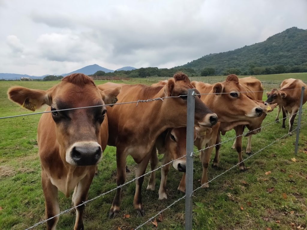 蒜山ジャージーランドの多数のジャージー牛